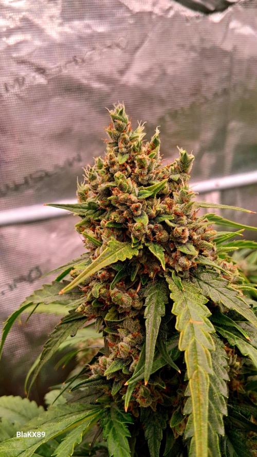 Banana Purple Auto | Paradise Seeds. Week 9