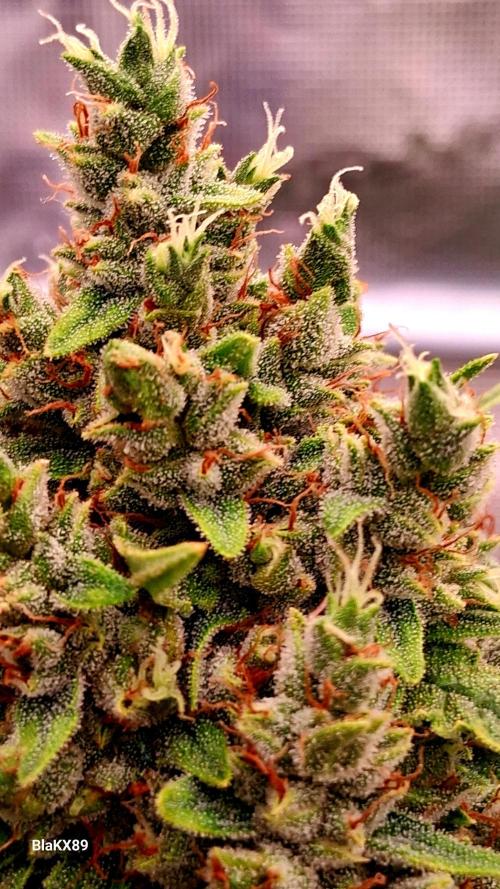 Banana Purple Auto | Paradise Seeds. Week 9