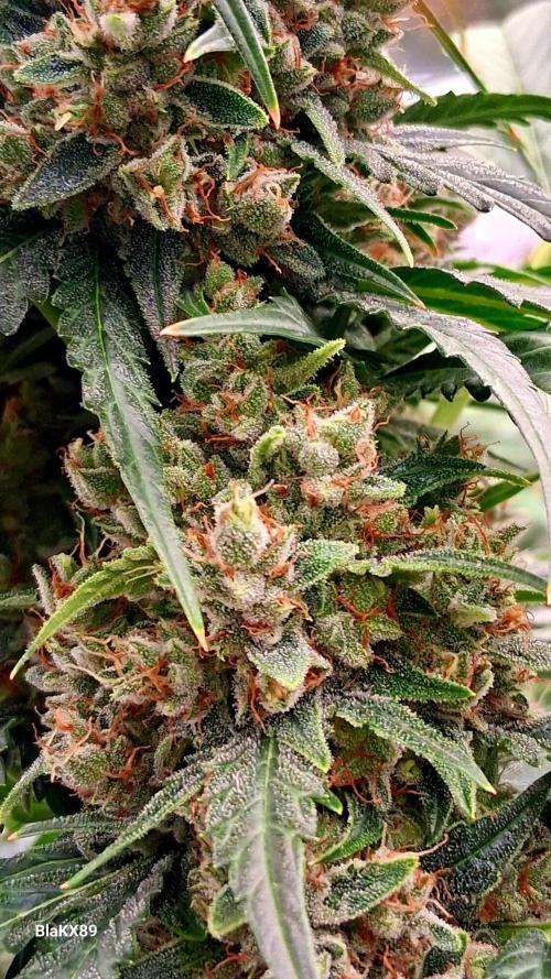 Banana Purple Auto | Paradise Seeds. Week 9