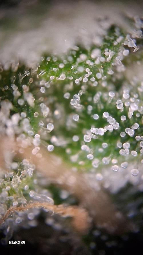 Banana Purple Auto | Paradise Seeds. Week 9