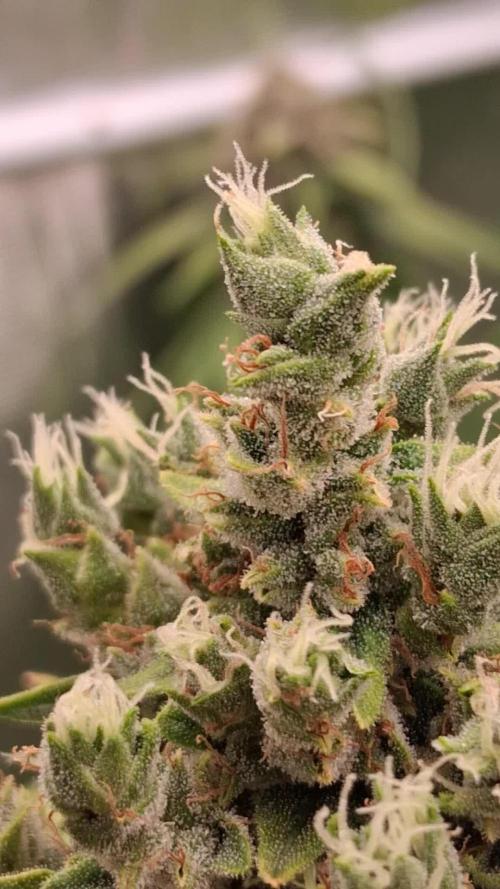 Banana Purple Auto | Paradise Seeds