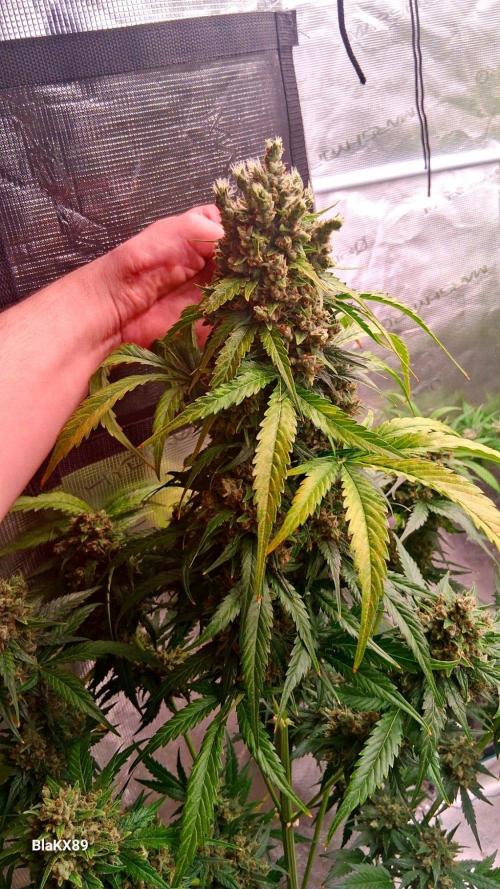 Banana Purple Auto | Paradise Seeds. Week 10