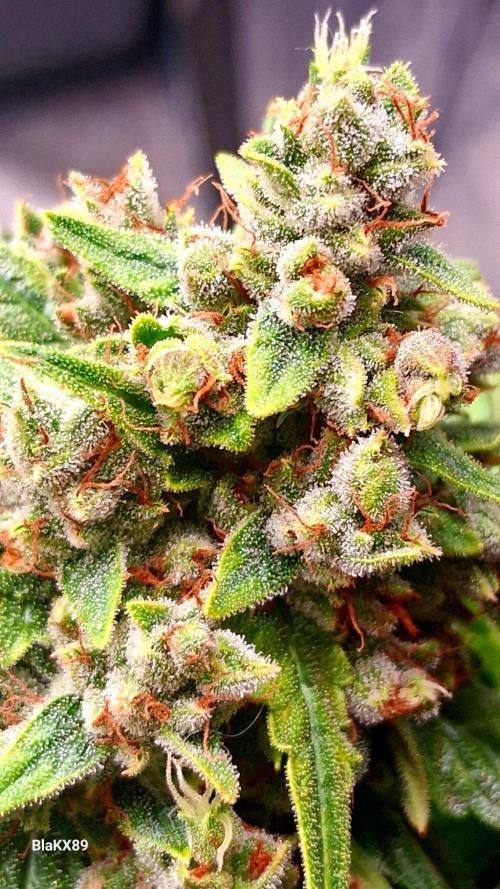 Banana Purple Auto | Paradise Seeds. Week 10