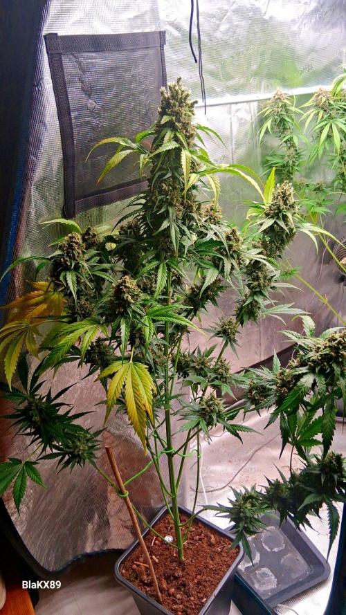 Banana Purple Auto | Paradise Seeds. Week 10