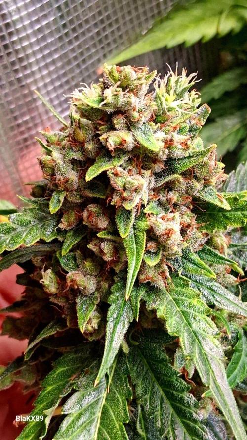 Banana Purple Auto | Paradise Seeds. Week 10