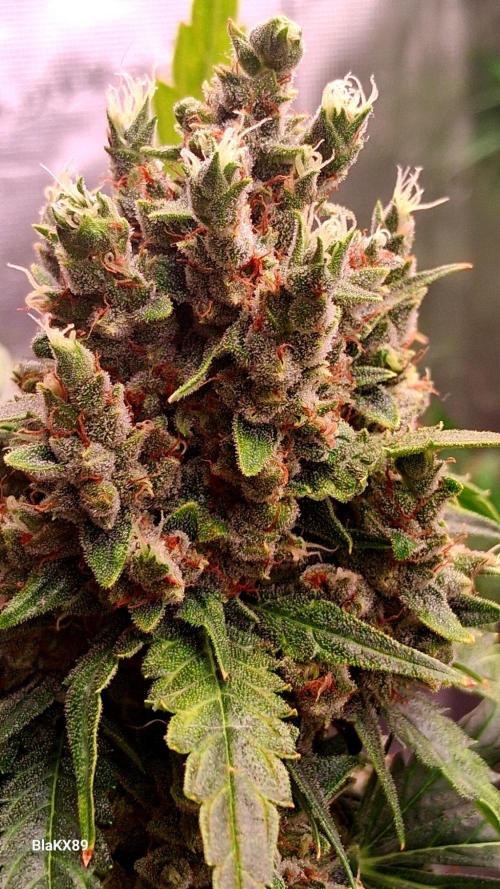 Banana Purple Auto | Paradise Seeds. Week 10