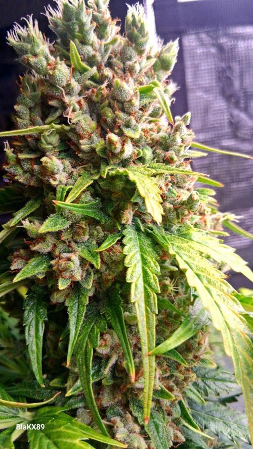 Banana Purple Auto | Paradise Seeds. Week 10