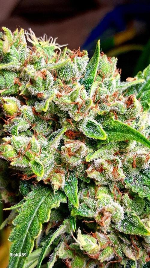 Banana Purple Auto | Paradise Seeds. Week 10