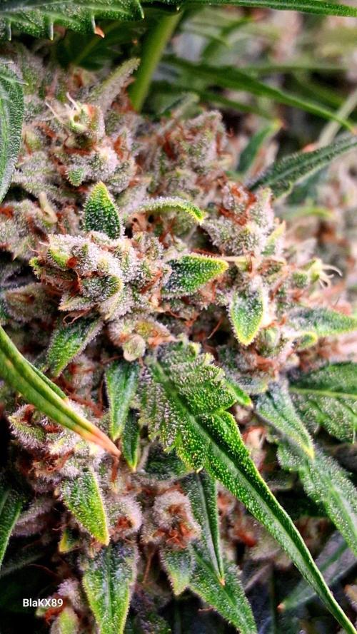 Banana Purple Auto | Paradise Seeds. Week 10
