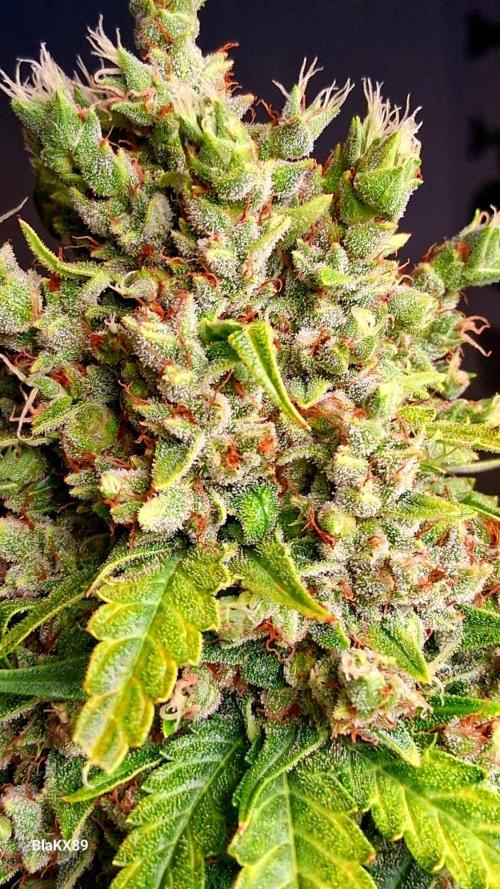 Banana Purple Auto | Paradise Seeds. Week 10