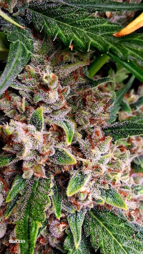Banana Purple Auto | Paradise Seeds. Week 10