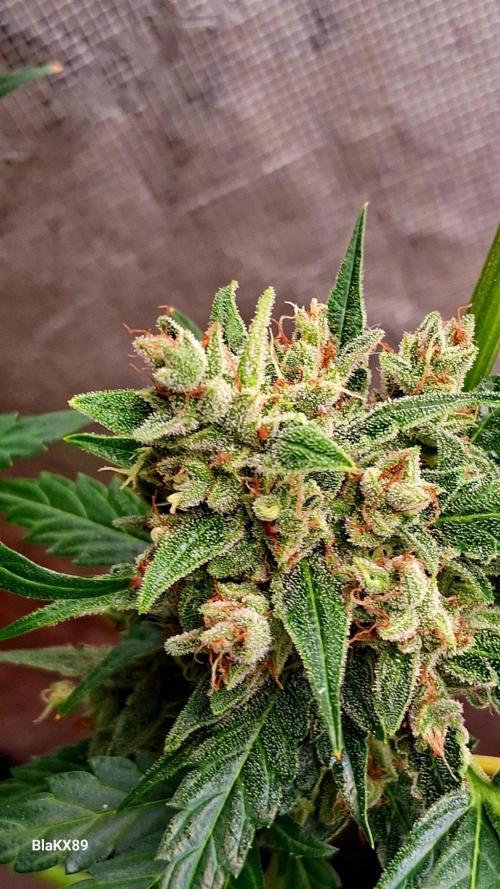 Banana Purple Auto | Paradise Seeds. Week 10