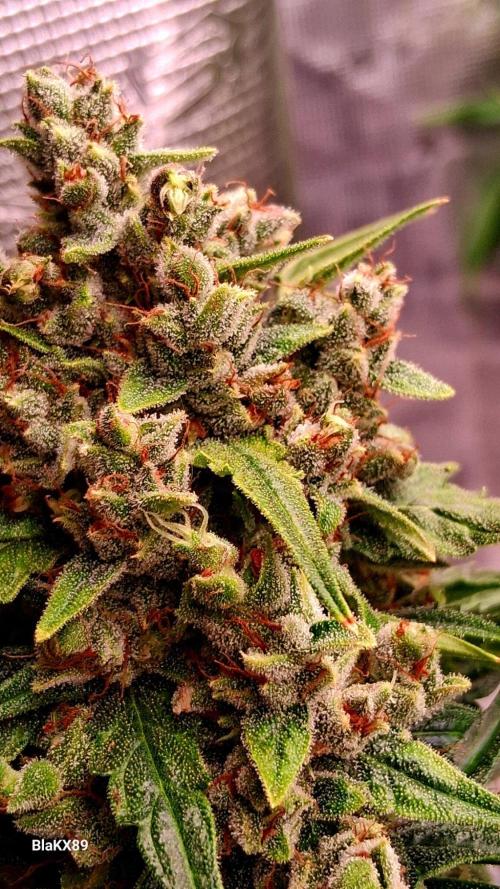 Banana Purple Auto | Paradise Seeds. Week 10