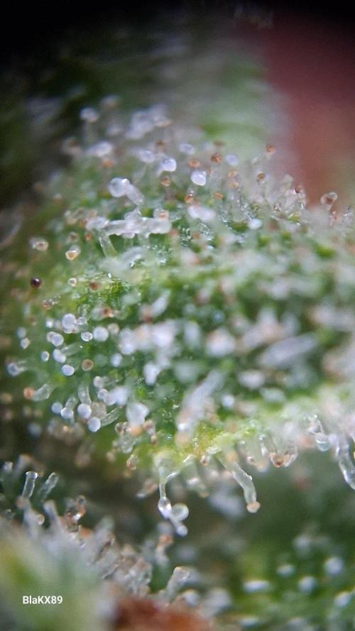 Banana Purple Auto | Paradise Seeds. Week 10