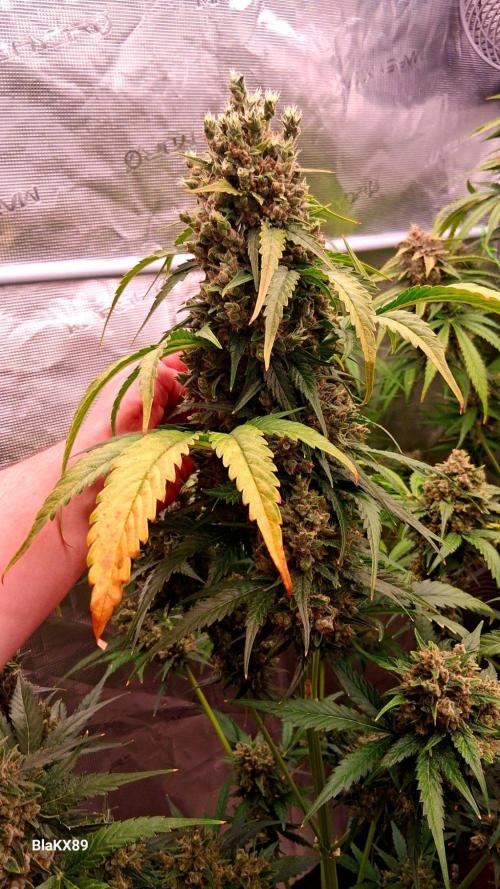 Banana Purple Auto | Paradise Seeds. Week 10