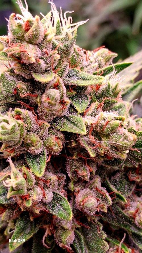 Banana Purple Auto | Paradise Seeds. Week 10