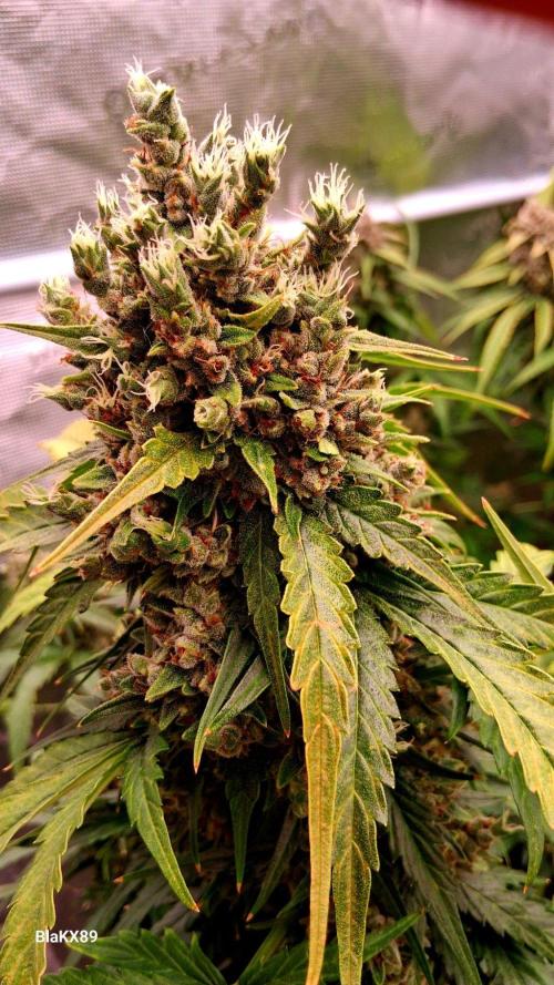 Banana Purple Auto | Paradise Seeds. Week 10