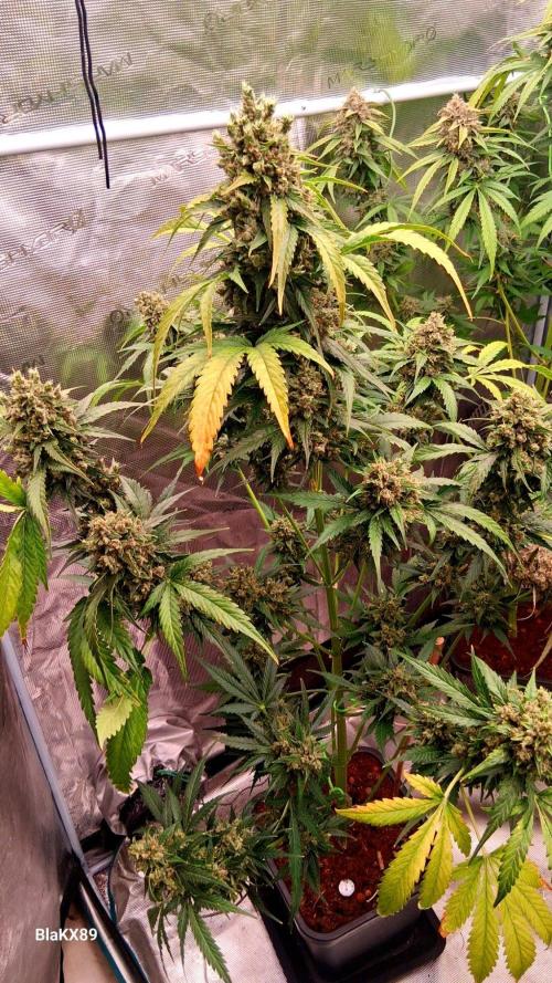 Banana Purple Auto | Paradise Seeds. Week 10