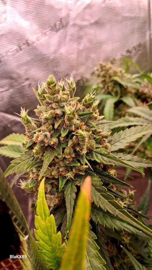 Banana Purple Auto | Paradise Seeds. Week 10