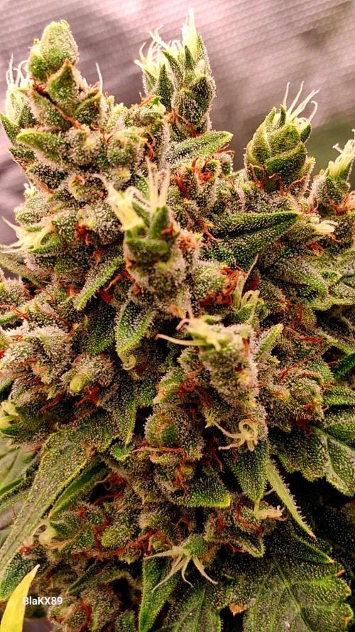 Banana Purple Auto | Paradise Seeds. Week 10