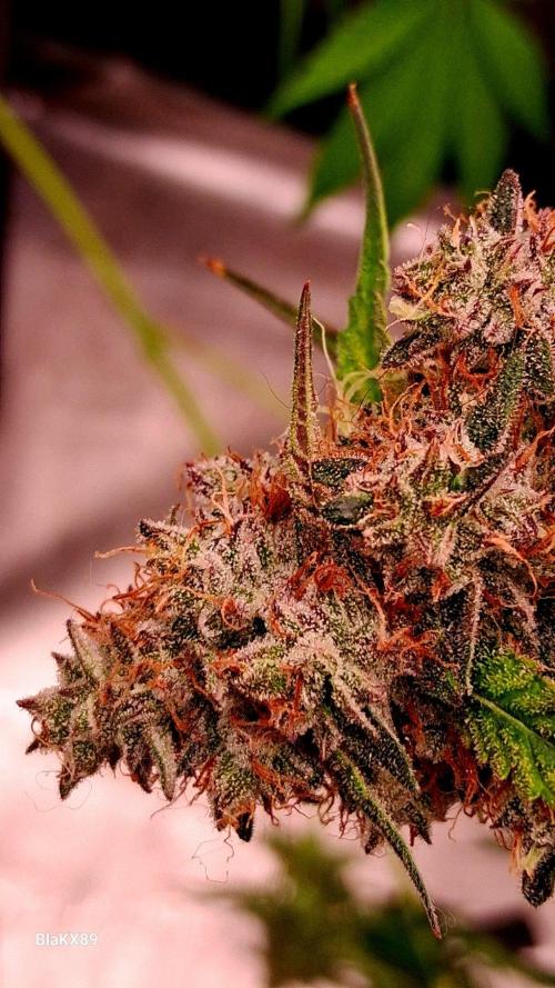 Guava Runtz Auto - Champion Line 🏆. Week 10
