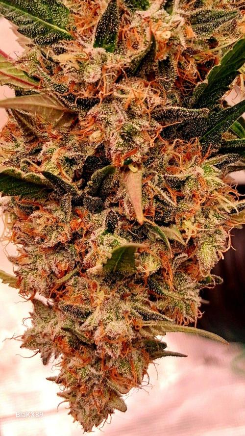 Guava Runtz Auto - Champion Line 🏆. Week 10