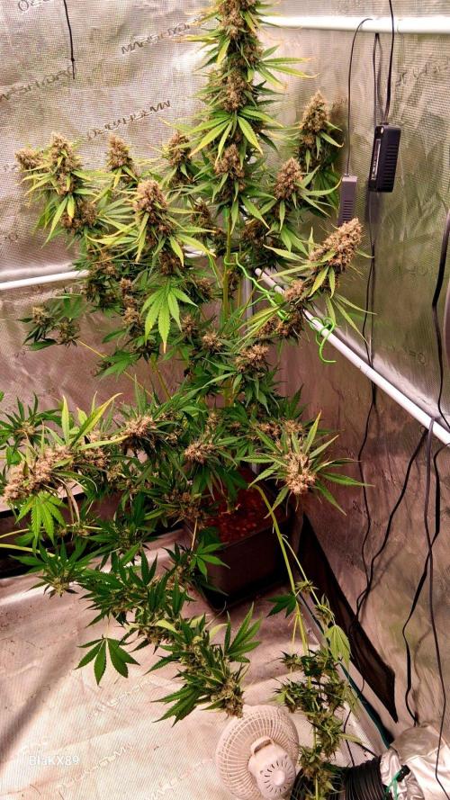 Guava Runtz Auto - Champion Line 🏆. Week 10