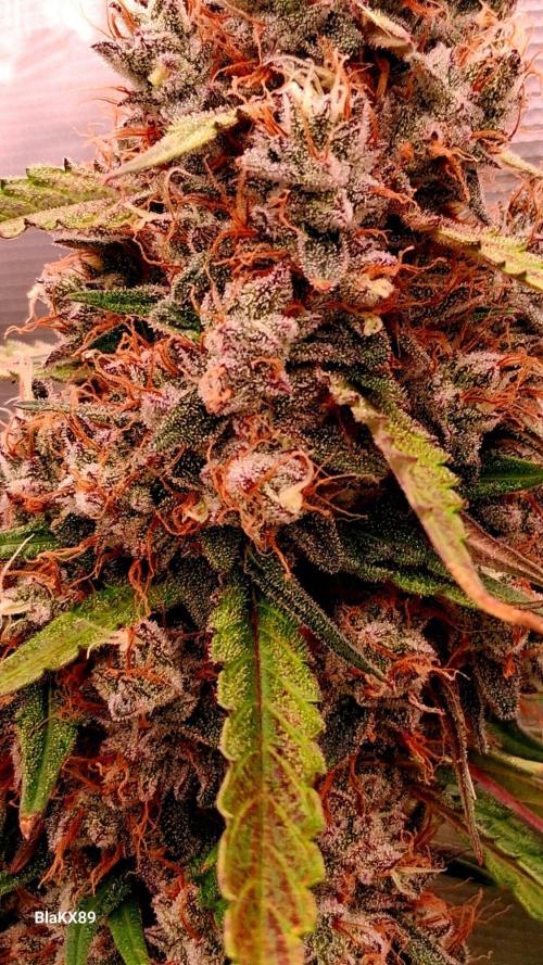 Guava Runtz Auto - Champion Line 🏆. Week 10