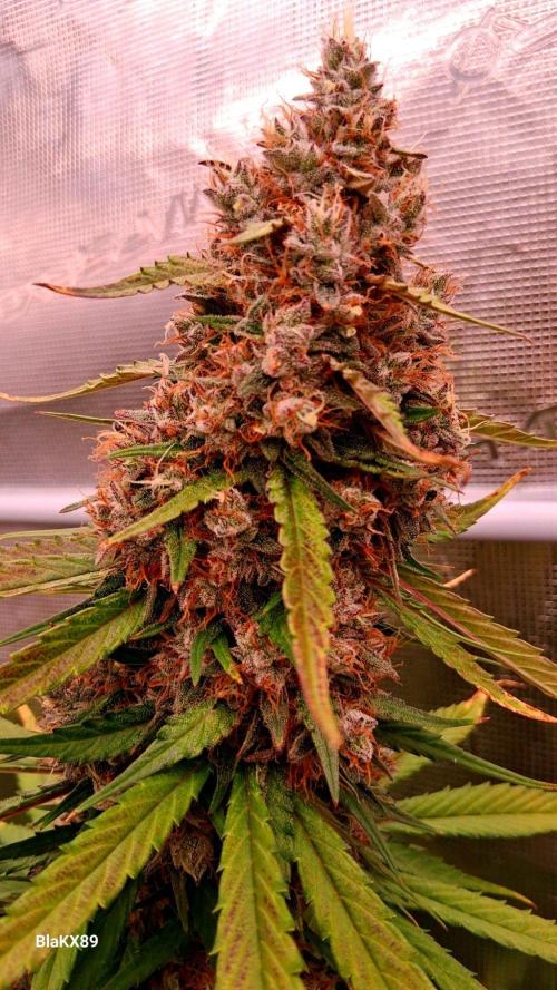 Guava Runtz Auto - Champion Line 🏆. Week 10