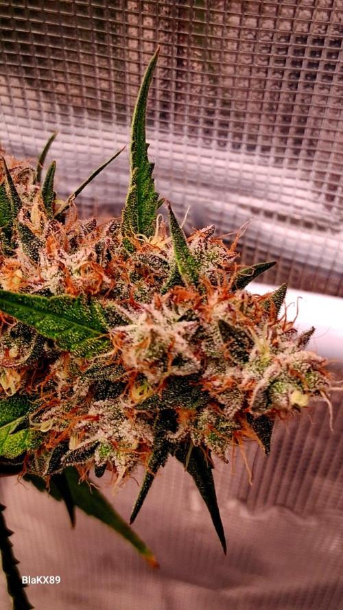 Guava Runtz Auto - Champion Line 🏆. Week 10