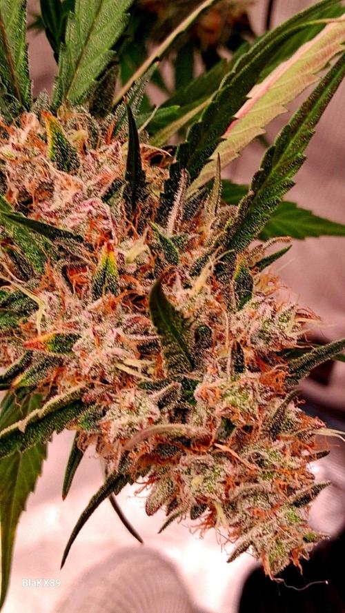 Guava Runtz Auto - Champion Line 🏆. Week 10