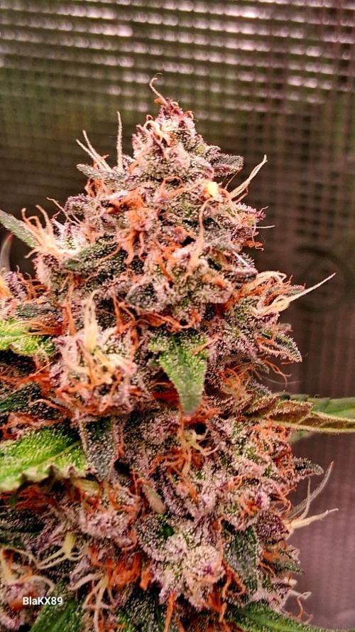 Guava Runtz Auto - Champion Line 🏆. Week 10