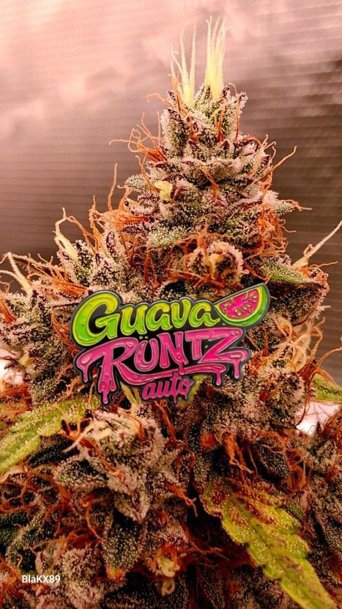 Guava Runtz Auto - Champion Line 🏆. Week 10