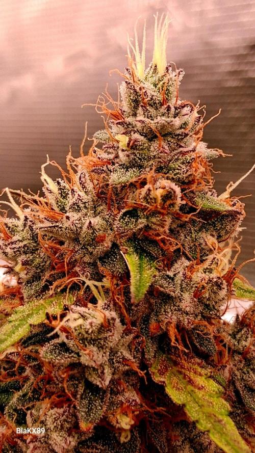 Guava Runtz Auto - Champion Line 🏆. Week 10