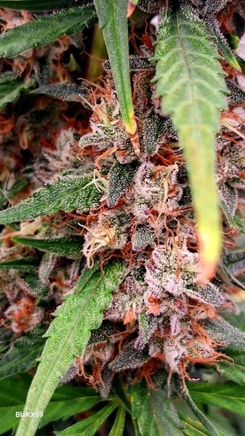 Guava Runtz Auto - Champion Line 🏆. Week 10