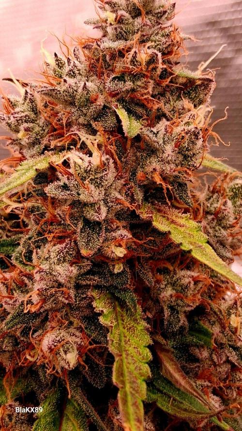 Guava Runtz Auto - Champion Line 🏆. Week 10