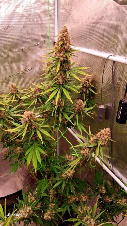 Guava Runtz Auto - Champion Line 🏆. Week 10