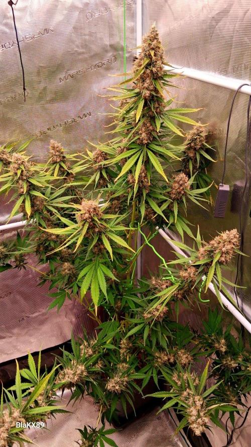 Guava Runtz Auto - Champion Line 🏆. Week 10