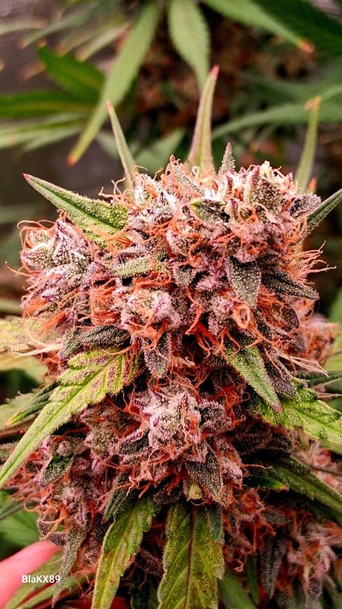 Guava Runtz Auto - Champion Line 🏆. Week 10