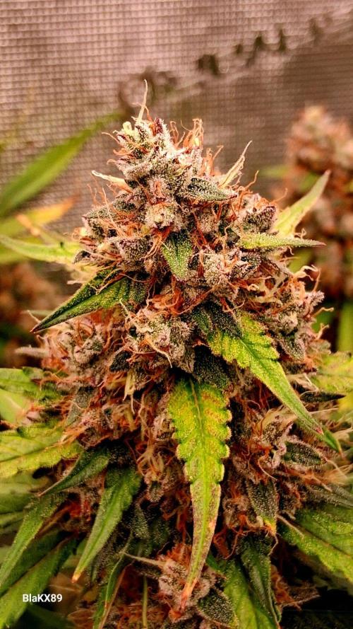 Guava Runtz Auto - Champion Line 🏆. Week 10