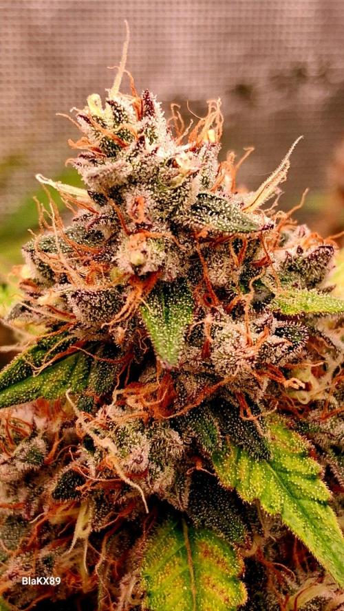 Guava Runtz Auto - Champion Line 🏆. Week 10