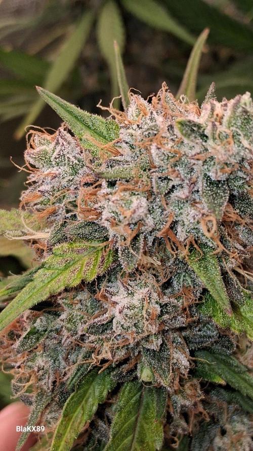 Guava Runtz Auto - Champion Line 🏆. Week 10
