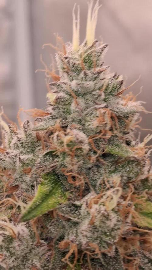 Guava Runtz Auto - Champion Line 🏆