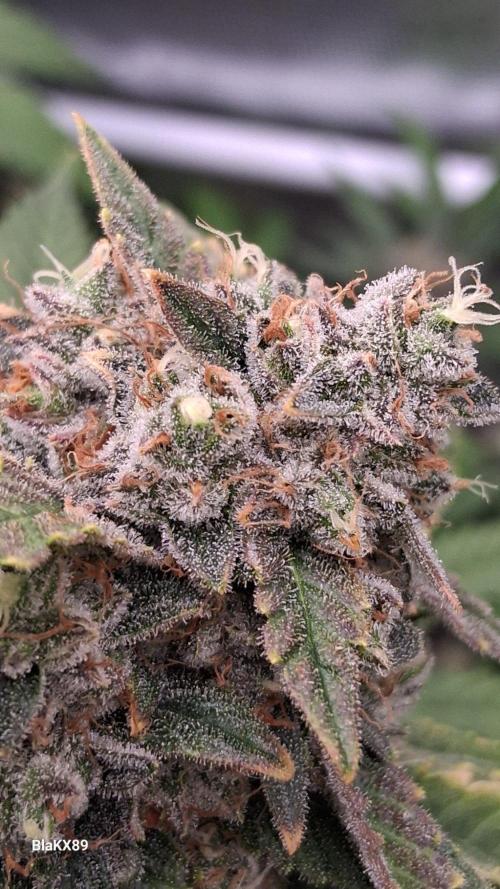 Mendo Frost Auto ❄️ 🏆. Week 10