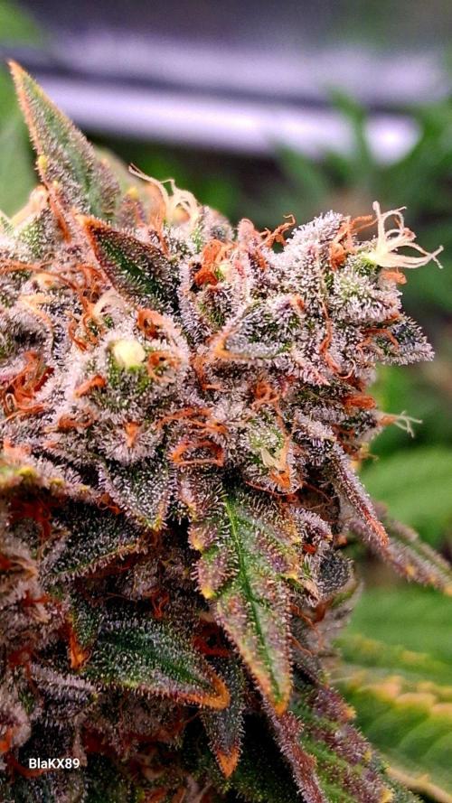 Mendo Frost Auto ❄️ 🏆. Week 10