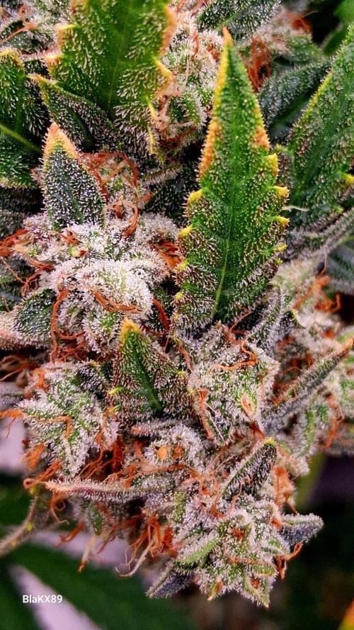 Mendo Frost Auto ❄️ 🏆. Week 10