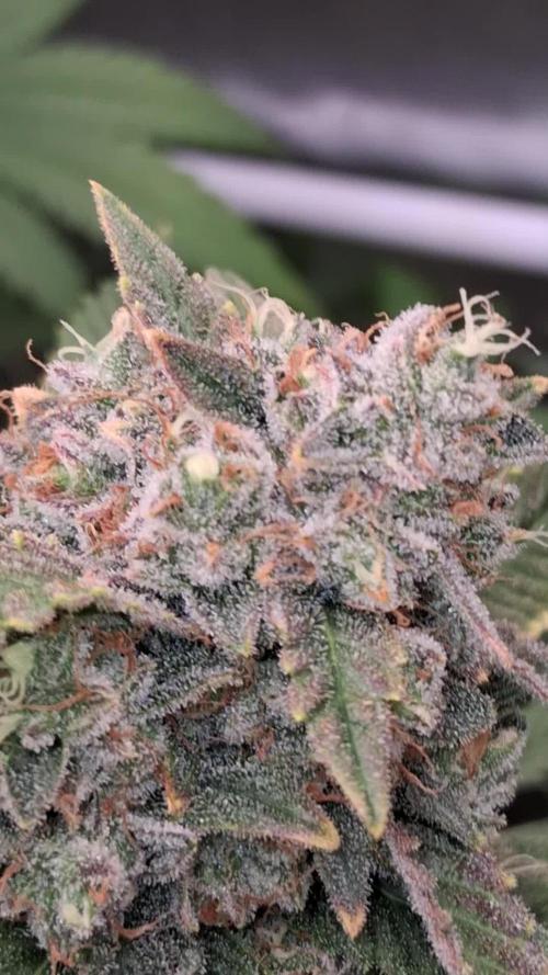 Mendo Frost Auto ❄️ 🏆
