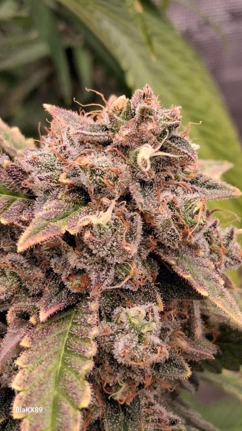 Mendo Frost Auto ❄️ 🏆. Week 10