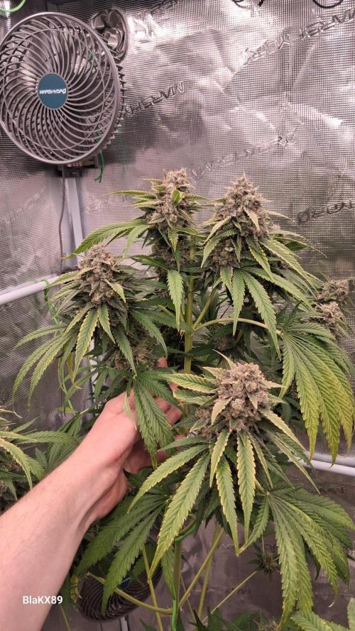 Mendo Frost Auto ❄️ 🏆. Week 10