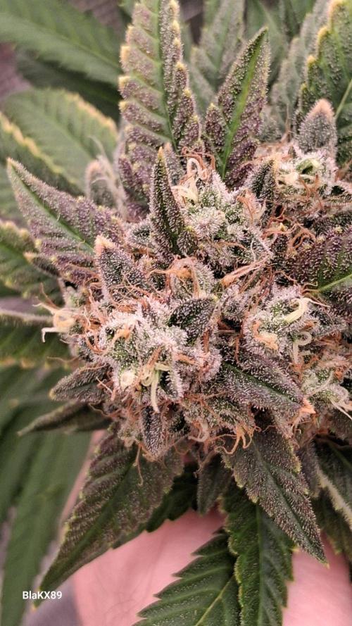 Mendo Frost Auto ❄️ 🏆. Week 10